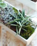 福祿桐組合小盆景 Polyscias Arrangement